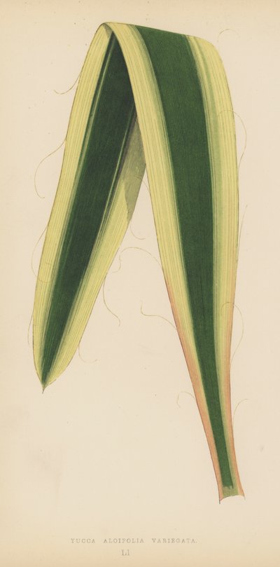 Yucca Aloifolia Variegata da English School